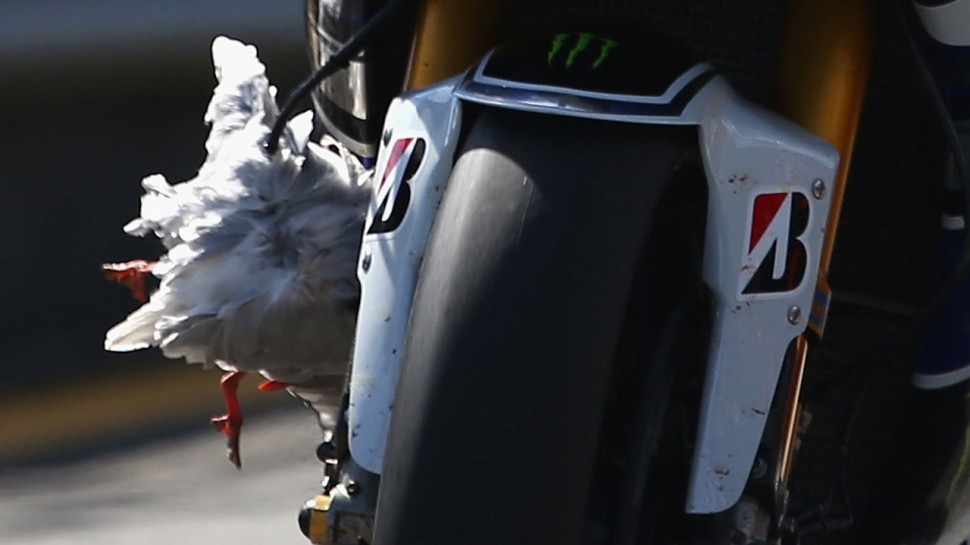 Чайка, застрявшая в Yamaha M1 Хорхе Лоренцо на практике Гран-При Австралии 2013 года