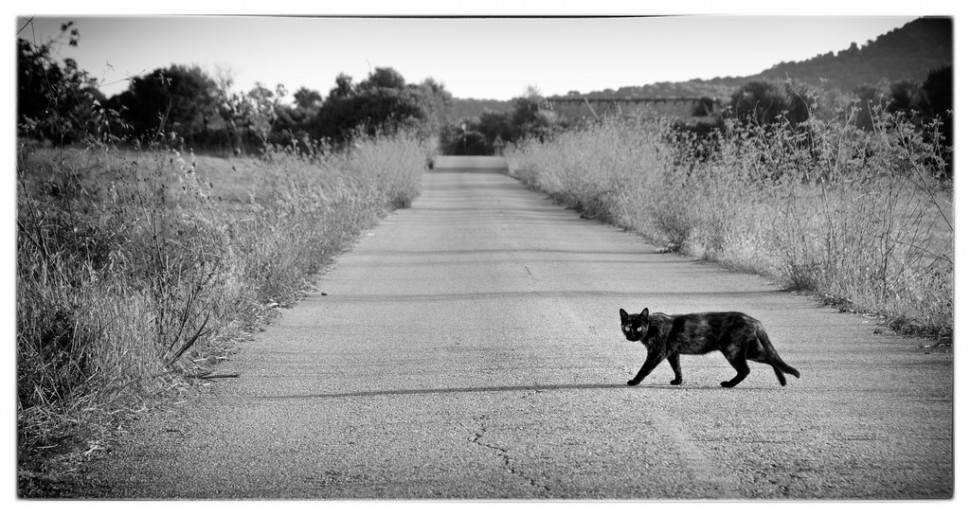 Если черная кошка пересекает ваш путь, возможно, она просто куда-то идет