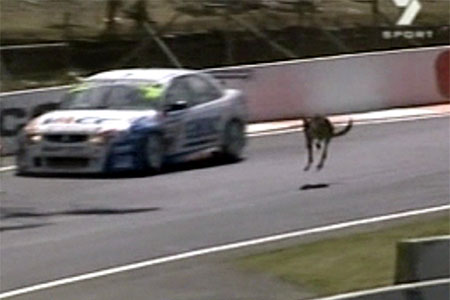 Телевизионная картинка: кенгуру на гоночном треке!