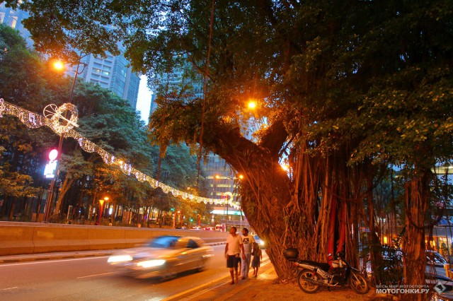 Огромные туаланги растут прямо посреди города, рядом с небоскребами. Некоторые деревья в высоту достигают 70-80 м