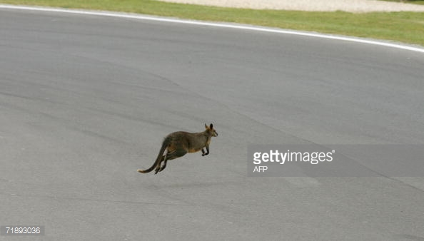 Валлаби, миниатюрные кенгуру регулярно проникают за периметр Phillip Island Circuit. Фото GettyImages