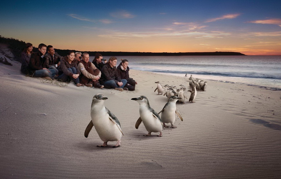 Парад пингвинов - самый известный аттракцион на Phillip Island