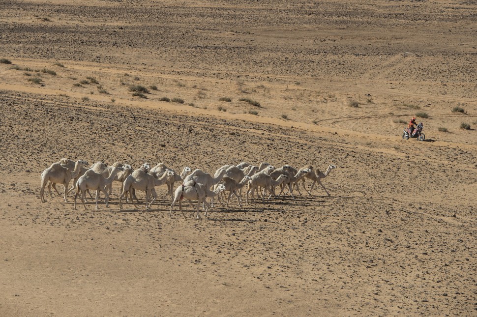 Стадо диких верблюдов недалеко от Неома