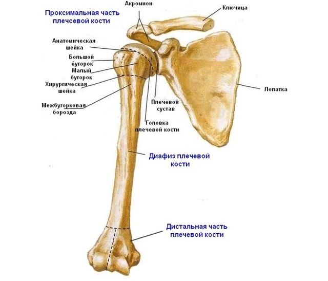 Диафиз плечевой кости