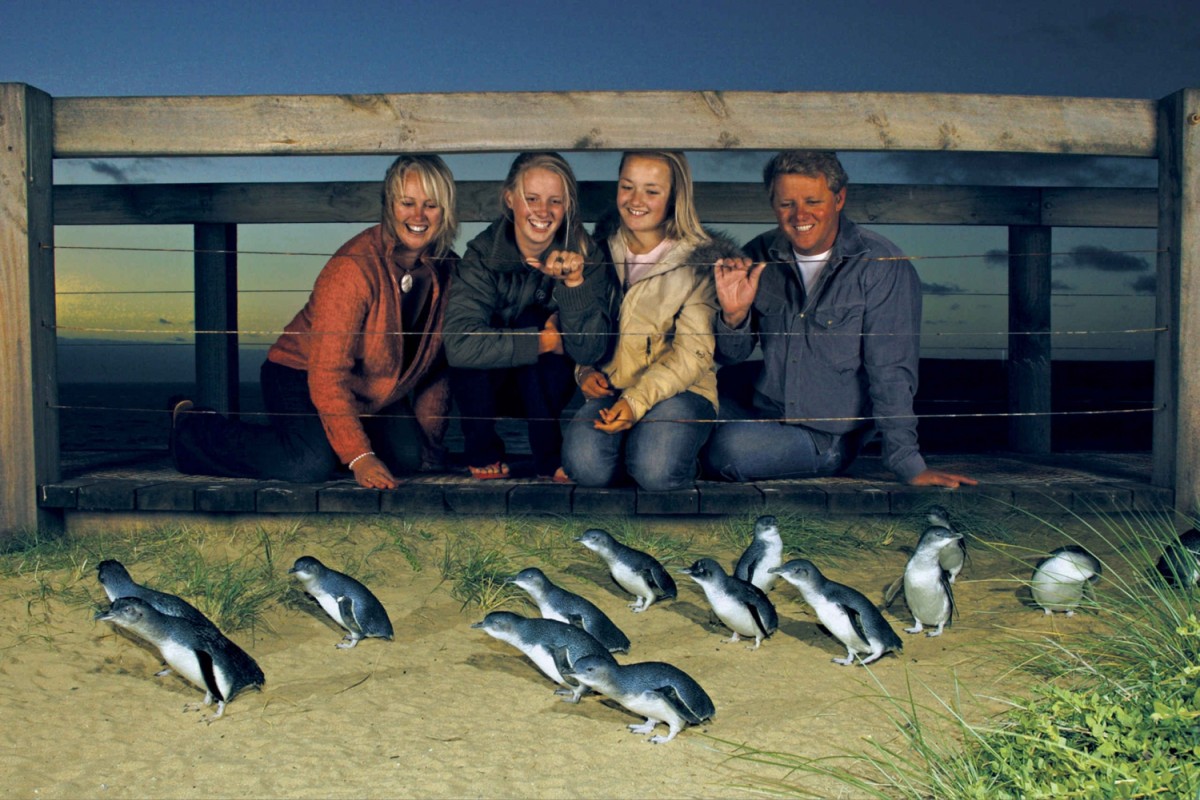 Парад пингвинов приносит региону миллионы долларов ежегодно
