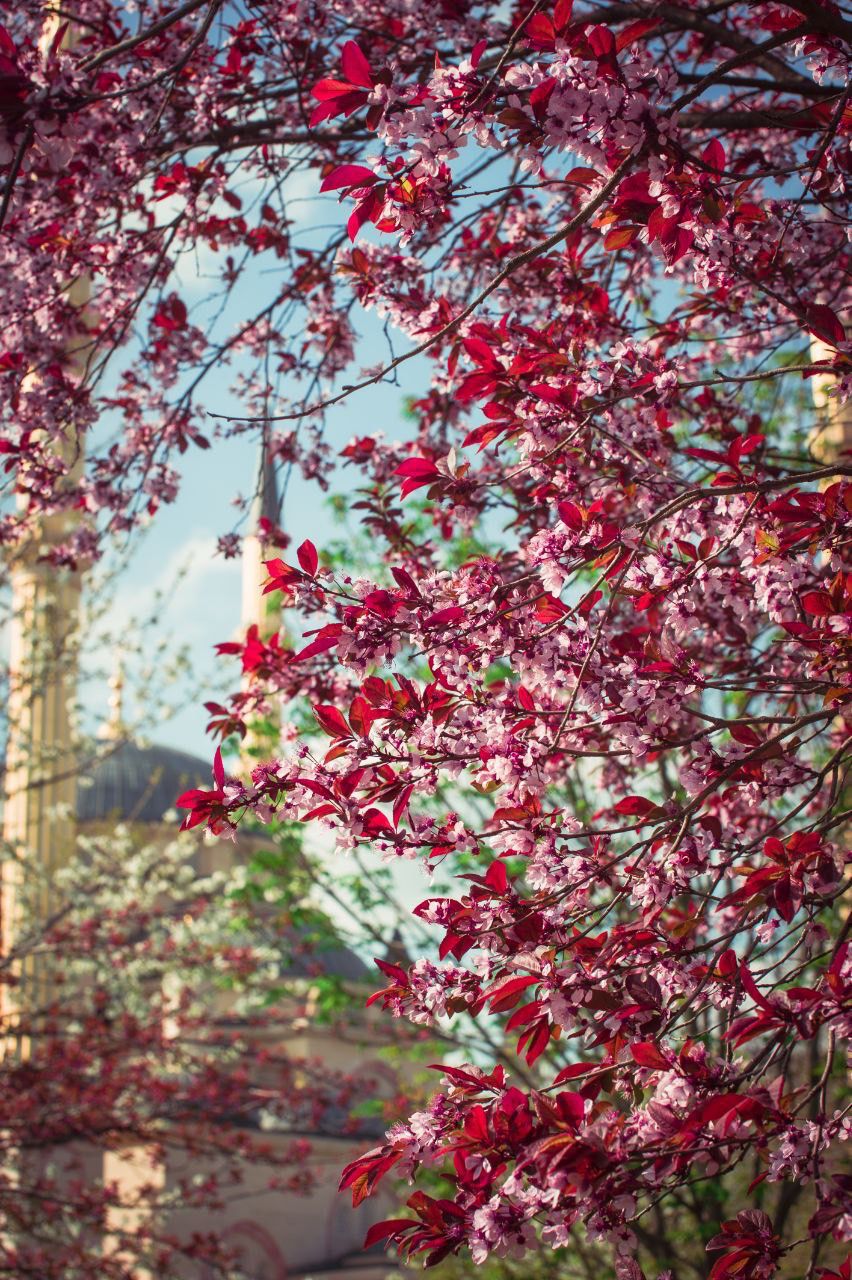 В апреле в парке центральной мечети зацветает сакура