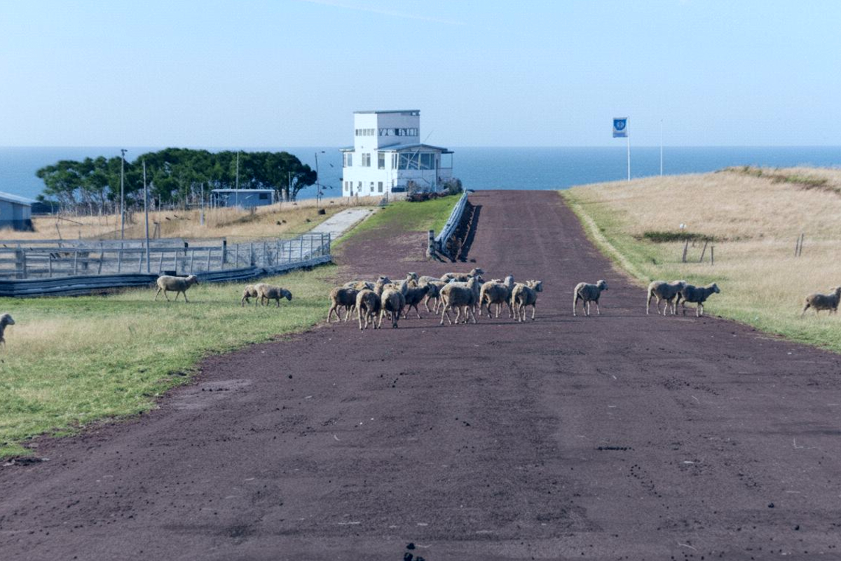 Овцы пасутся на главной прямой Phillip Island Circuit