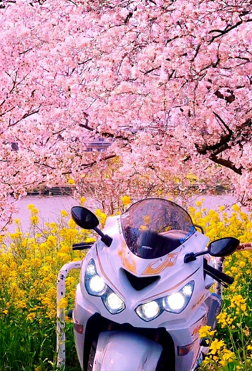 Тур-де-Сакура: паломничество тысяч мотоциклистов на праздник цветения сакуры - ханами