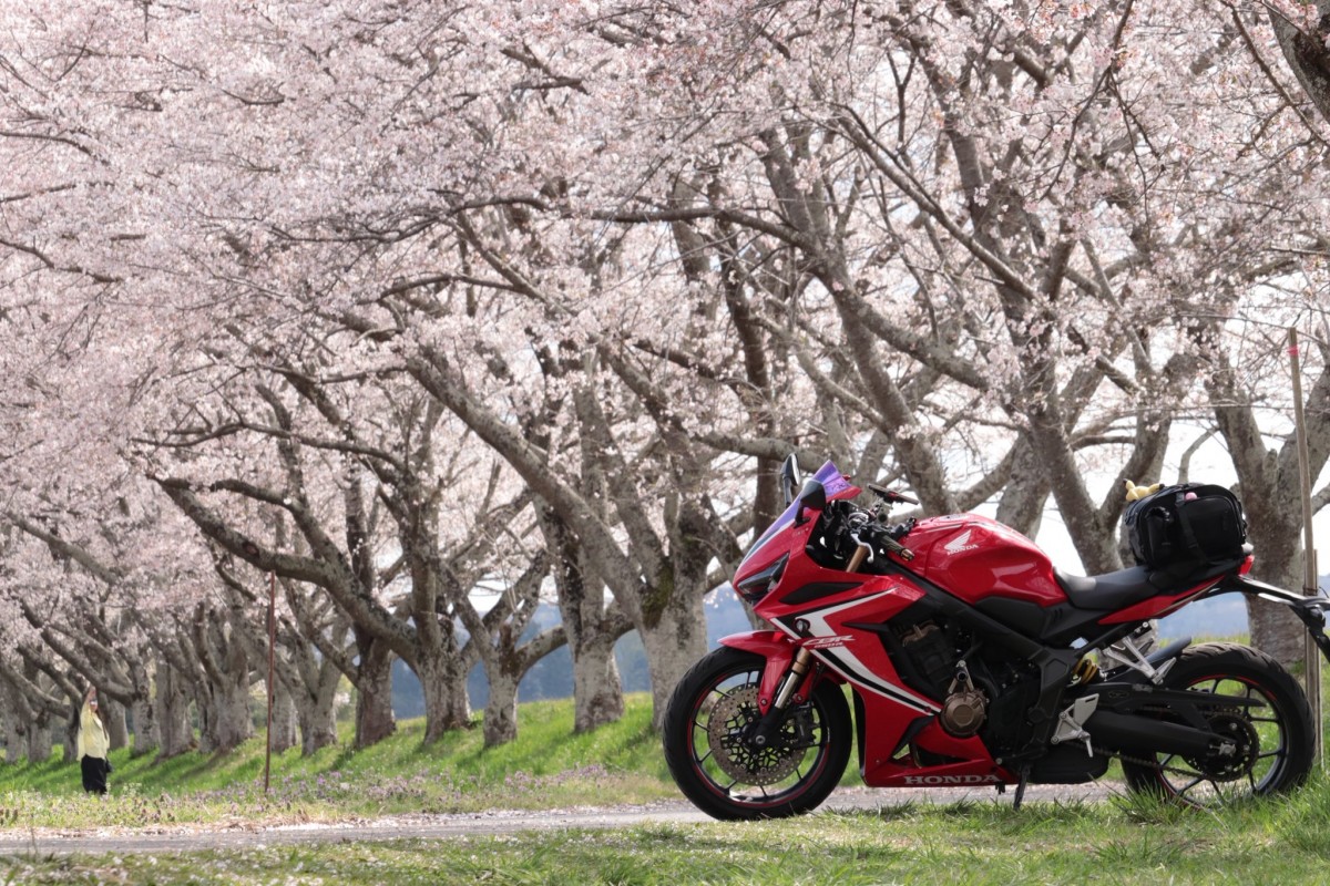 Тур-де-Сакура: паломничество тысяч мотоциклистов на праздник цветения сакуры - ханами