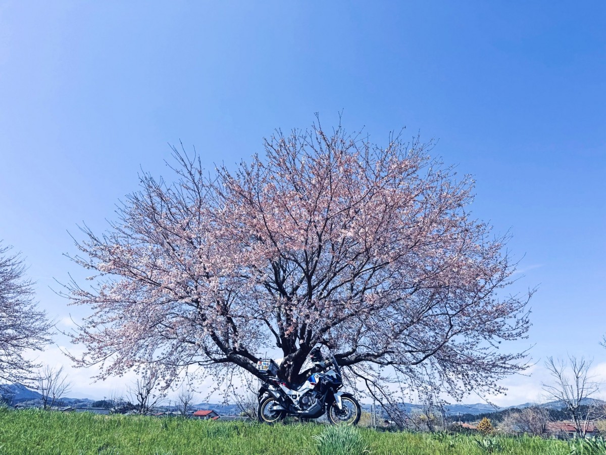 Тур-де-Сакура: паломничество тысяч мотоциклистов на праздник цветения сакуры - ханами
