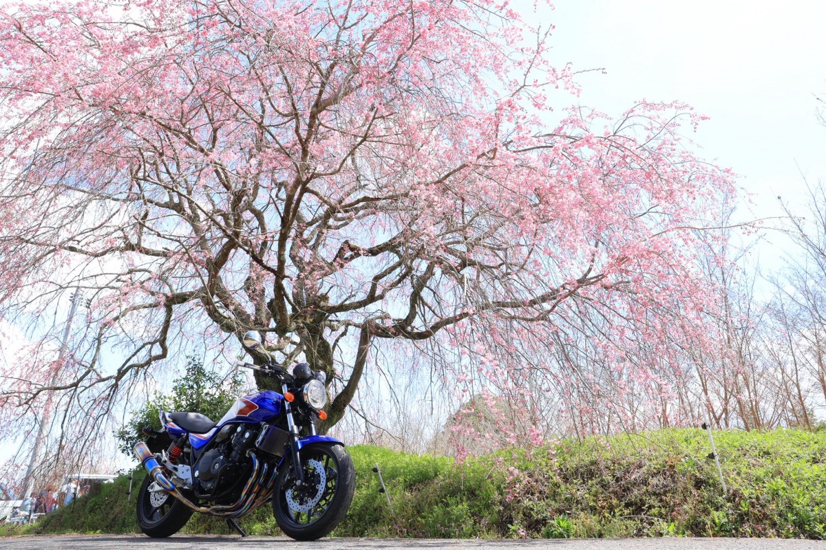 Тур-де-Сакура: паломничество тысяч мотоциклистов на праздник цветения сакуры - ханами