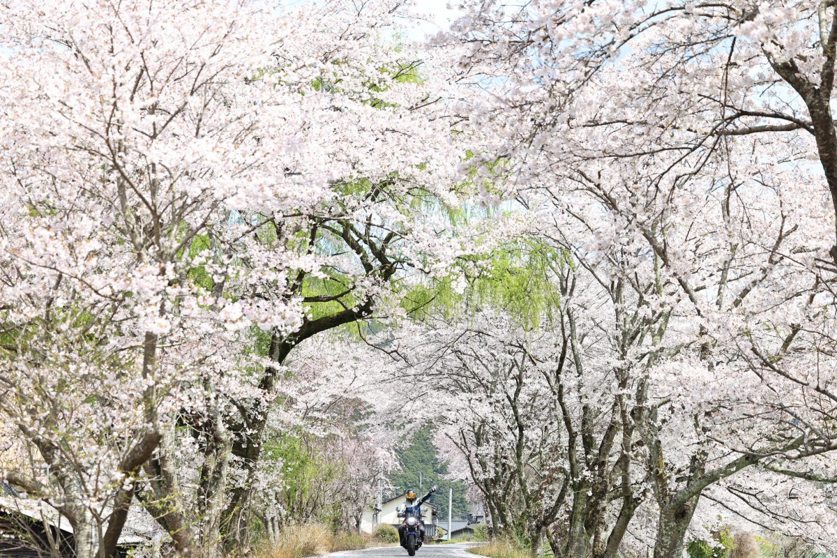 Тур-де-Сакура: паломничество тысяч мотоциклистов на праздник цветения сакуры - ханами