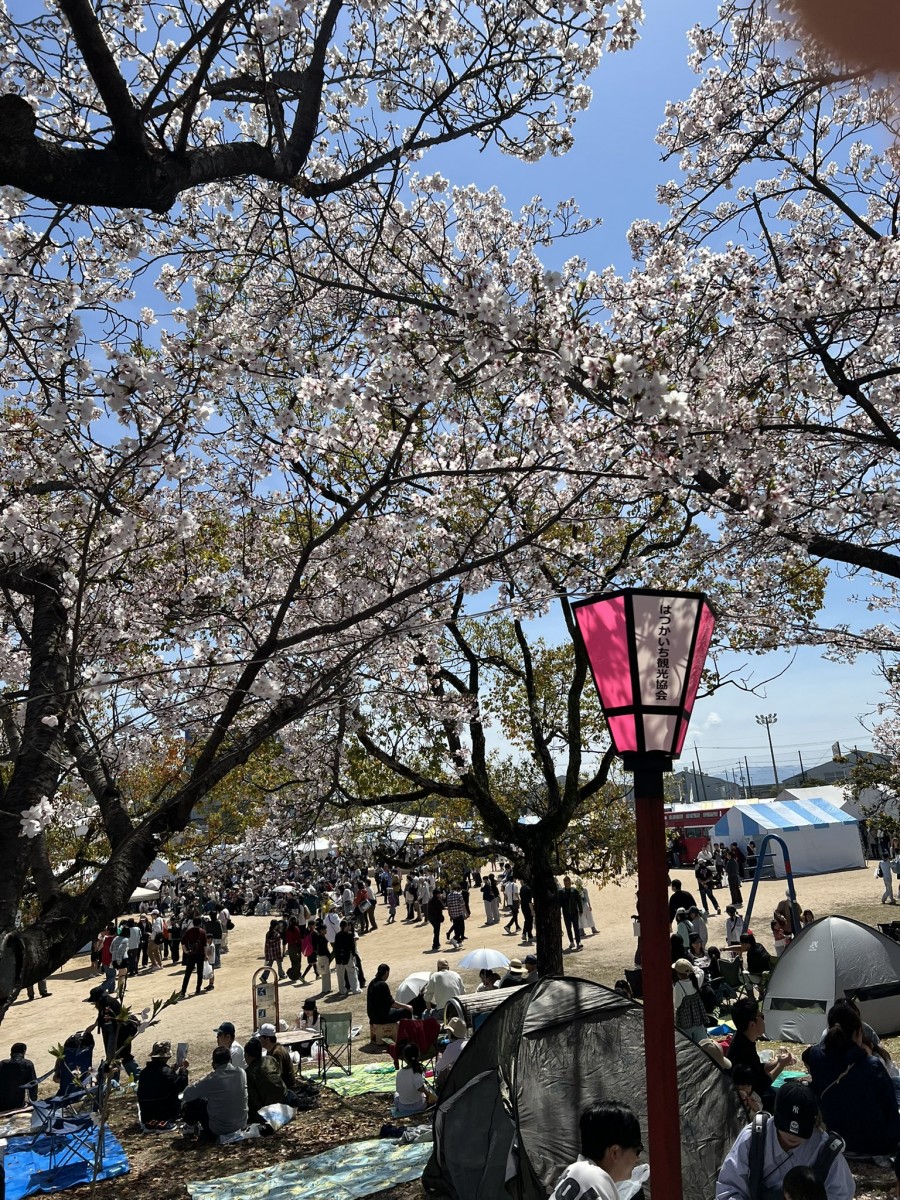 Тур-де-Сакура: паломничество тысяч мотоциклистов на праздник цветения сакуры - ханами