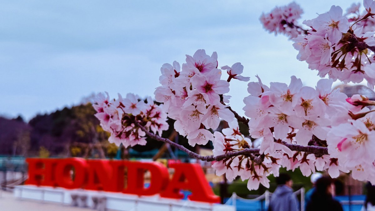 Тур-де-Сакура: паломничество тысяч мотоциклистов на праздник цветения сакуры - ханами