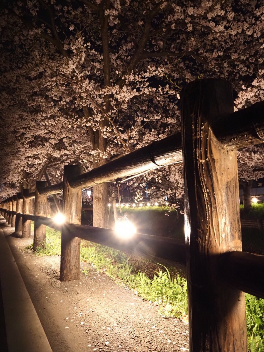 Тур-де-Сакура: паломничество тысяч мотоциклистов на праздник цветения сакуры - ханами