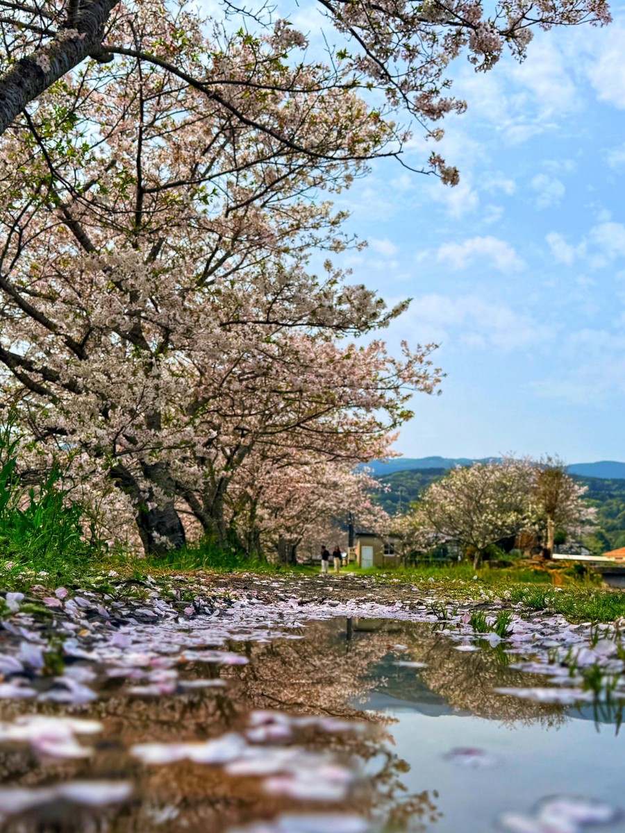 Цветение сакуры в Японии