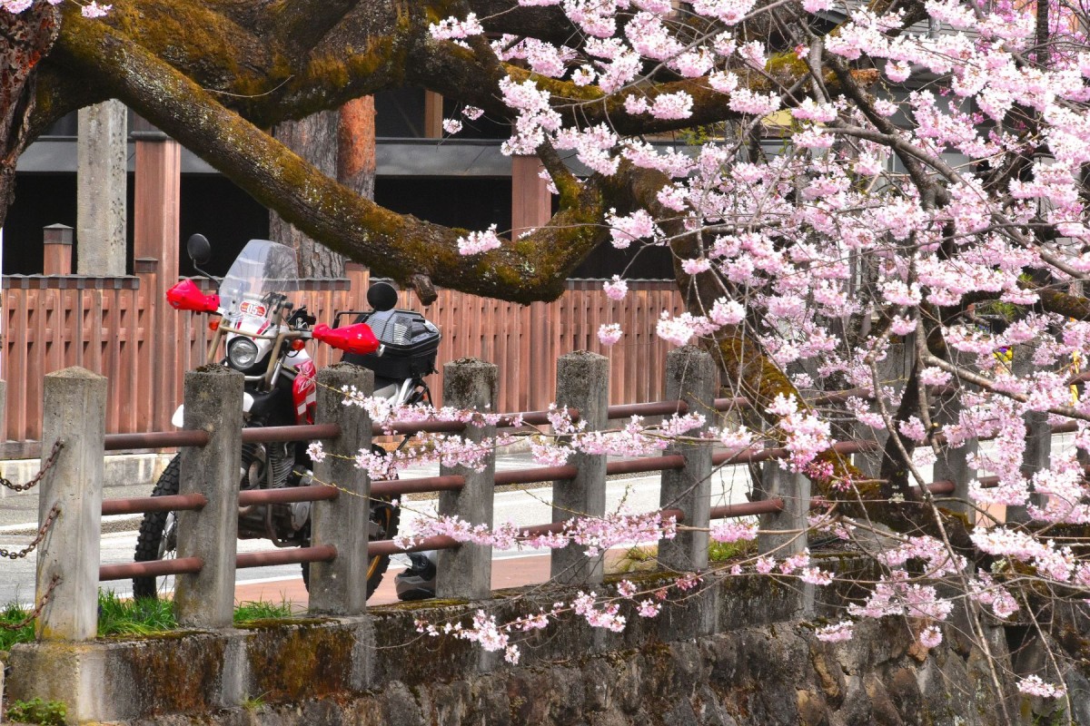 Цветение сакуры в Японии