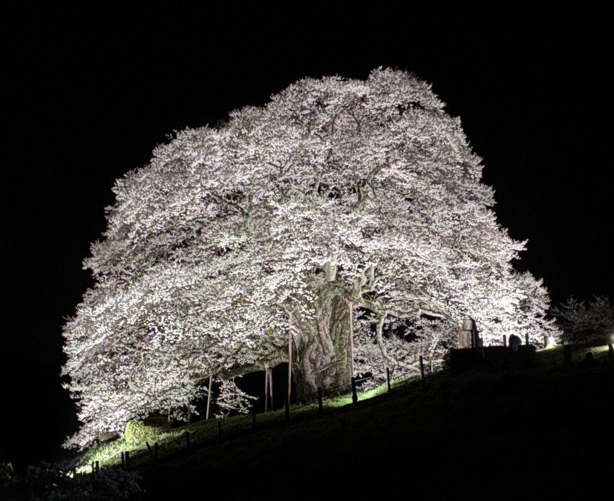 Цветение сакуры в Японии