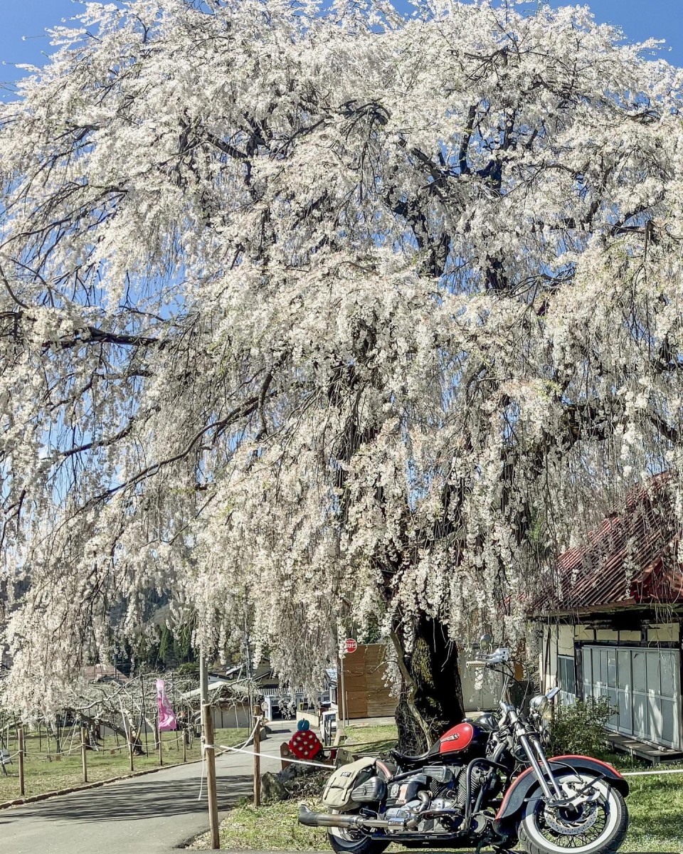 Цветение сакуры в Японии
