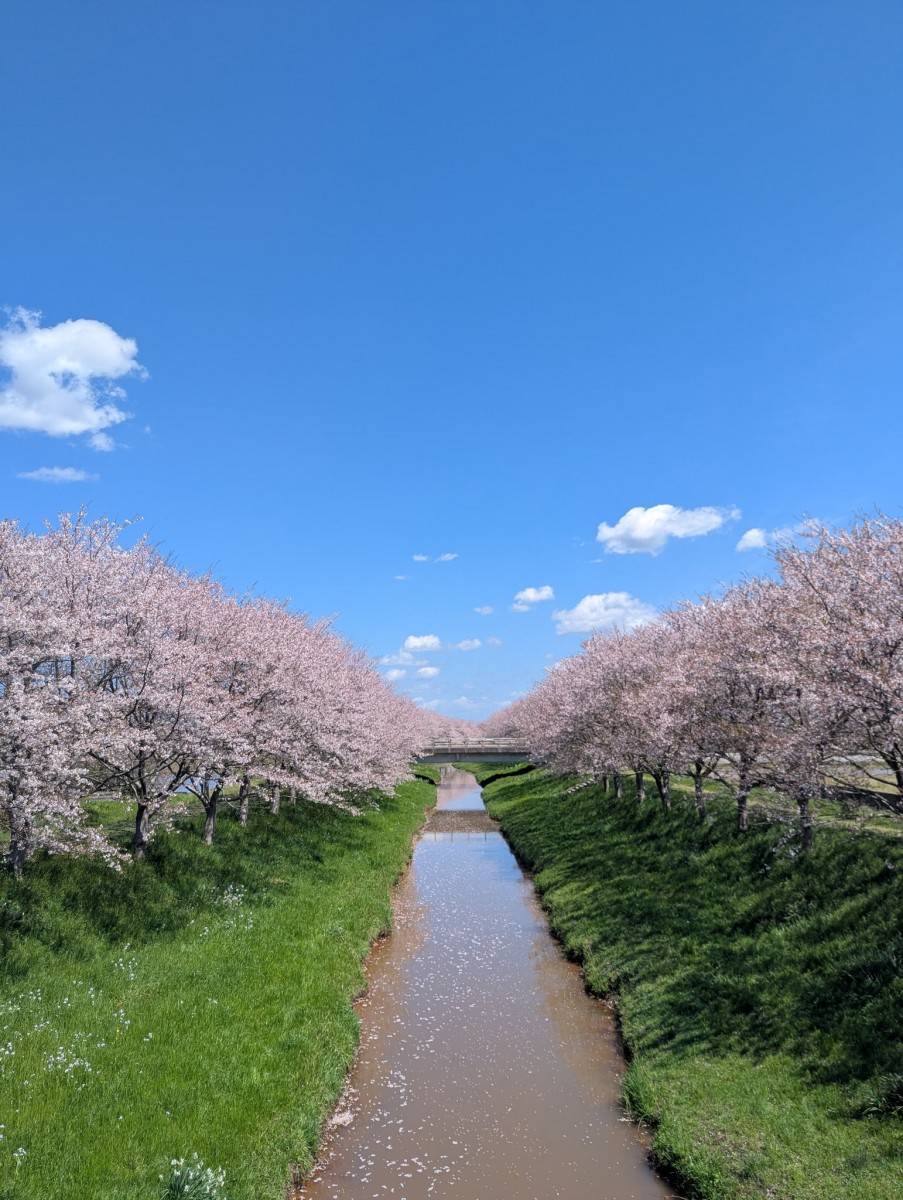 Цветение сакуры в Японии
