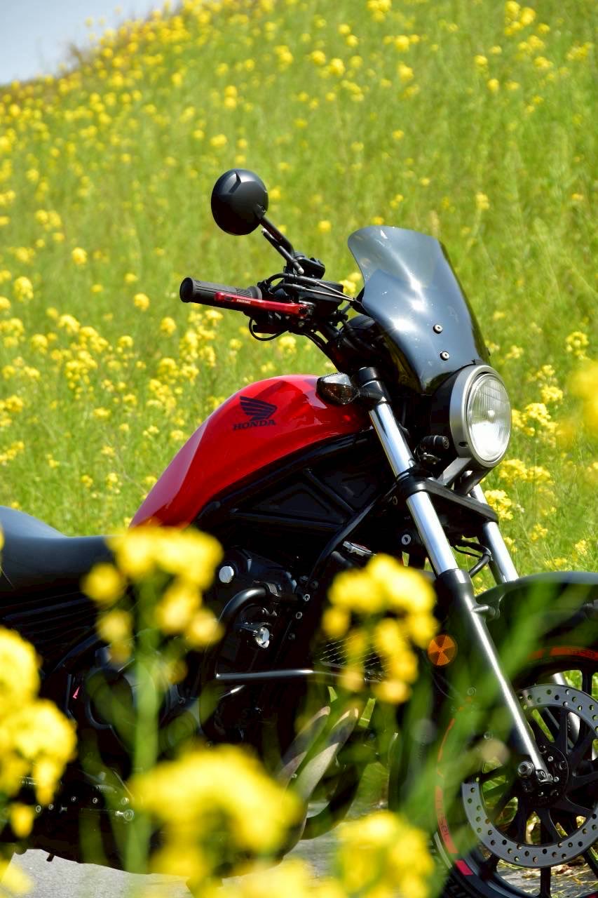 Цветение сурепки пересекается с цветением сакуры