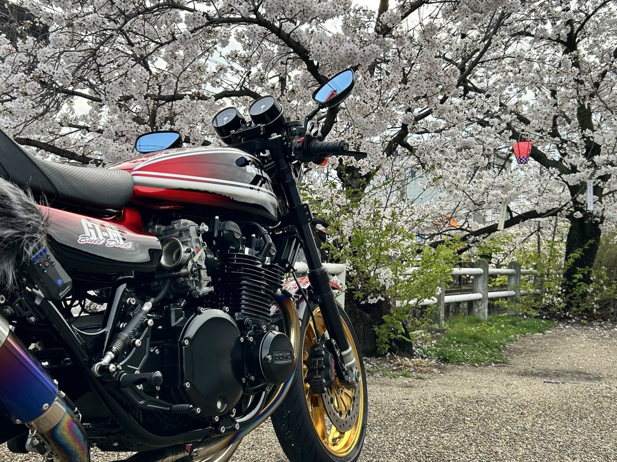 Цветение сакуры в Японии